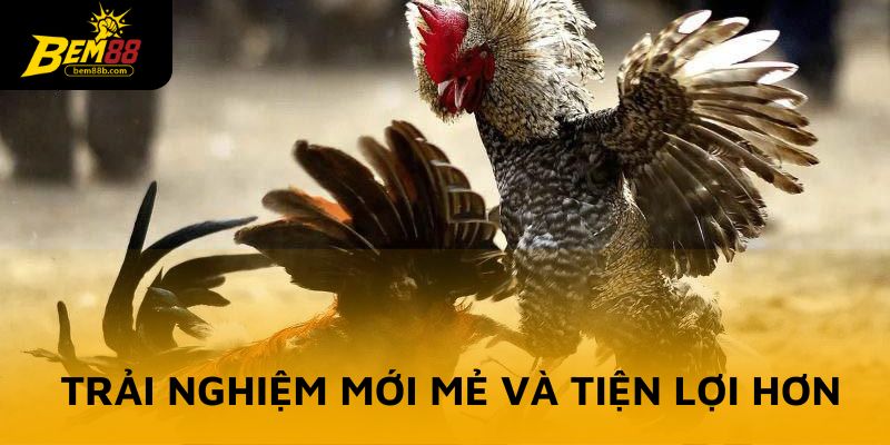 App đá gà mang đến trải nghiệm mới mẻ và tiện lợi hơn