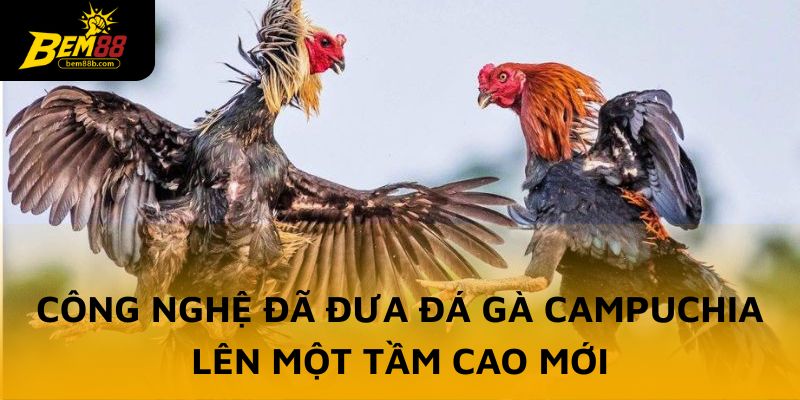 Công nghệ phát triển đã đưa đá gà Campuchia lên một tầm cao mới