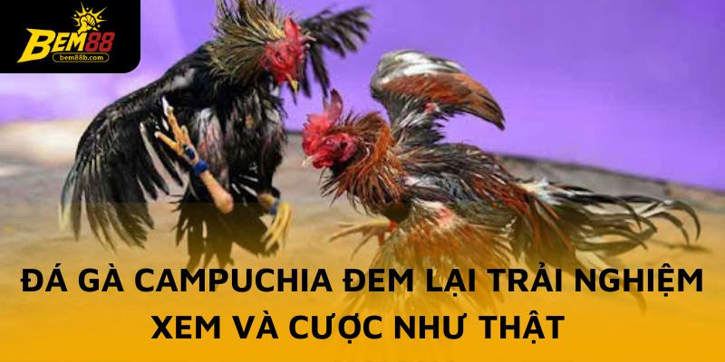 Đá gà Campuchia đem lại trải nghiệm xem và cược như thật 
