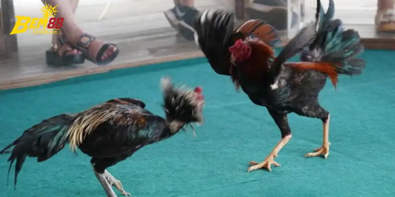 Đánh giá một vài điểm ấn tượng từ đá gà BEM88