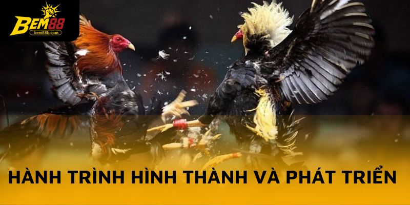 Hành trình hình thành và phát triển của các trường gà nổi tiếng 