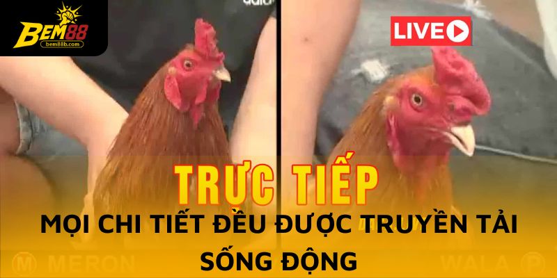 Mọi chi tiết trong trận đấu đều được truyền tải sống động