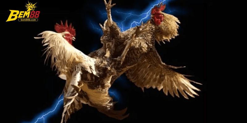 Một số loại hình chơi đá gà BEM88 luôn được lựa chọn