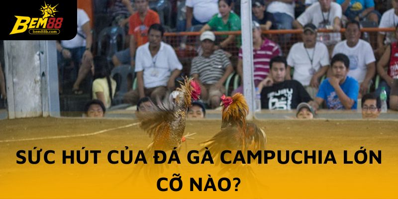 Sức hút của đá gà Campuchia lớn cỡ nào?
