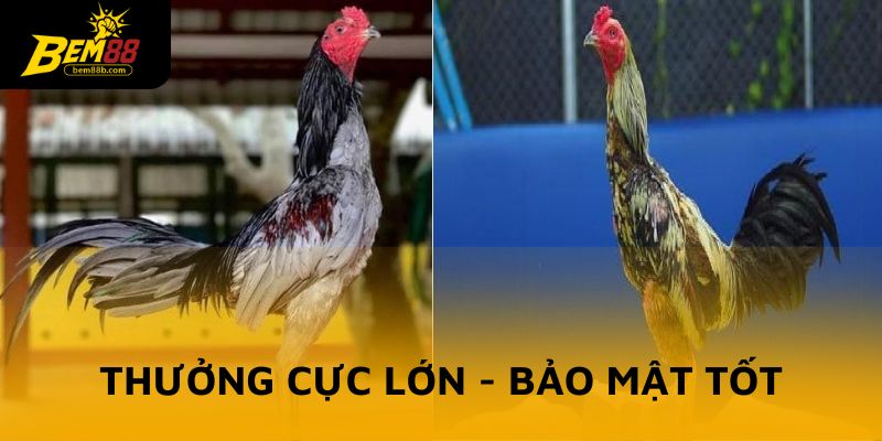 Thưởng cực lớn, bảo mật tốt là điều mà nhiều người ưa thích