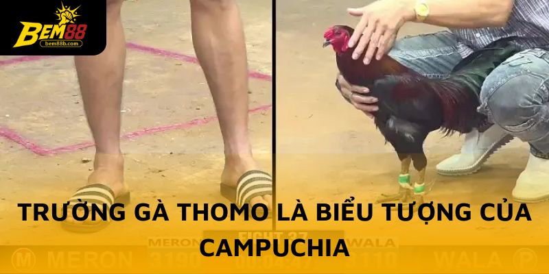 Trường gà Thomo là biểu tượng của Campuchia
